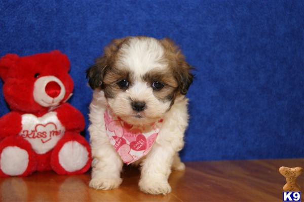 tri colored teddy bear puppy